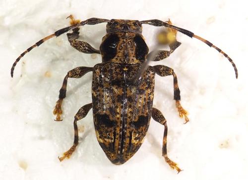Mundeu maculicollis